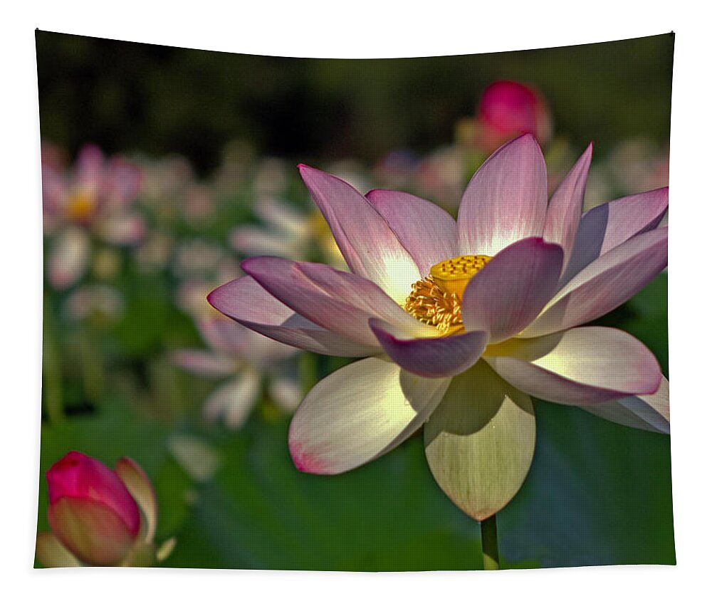 Kenilworth Tapestry featuring the photograph Lotus Flower #1 by Jerry Gammon
