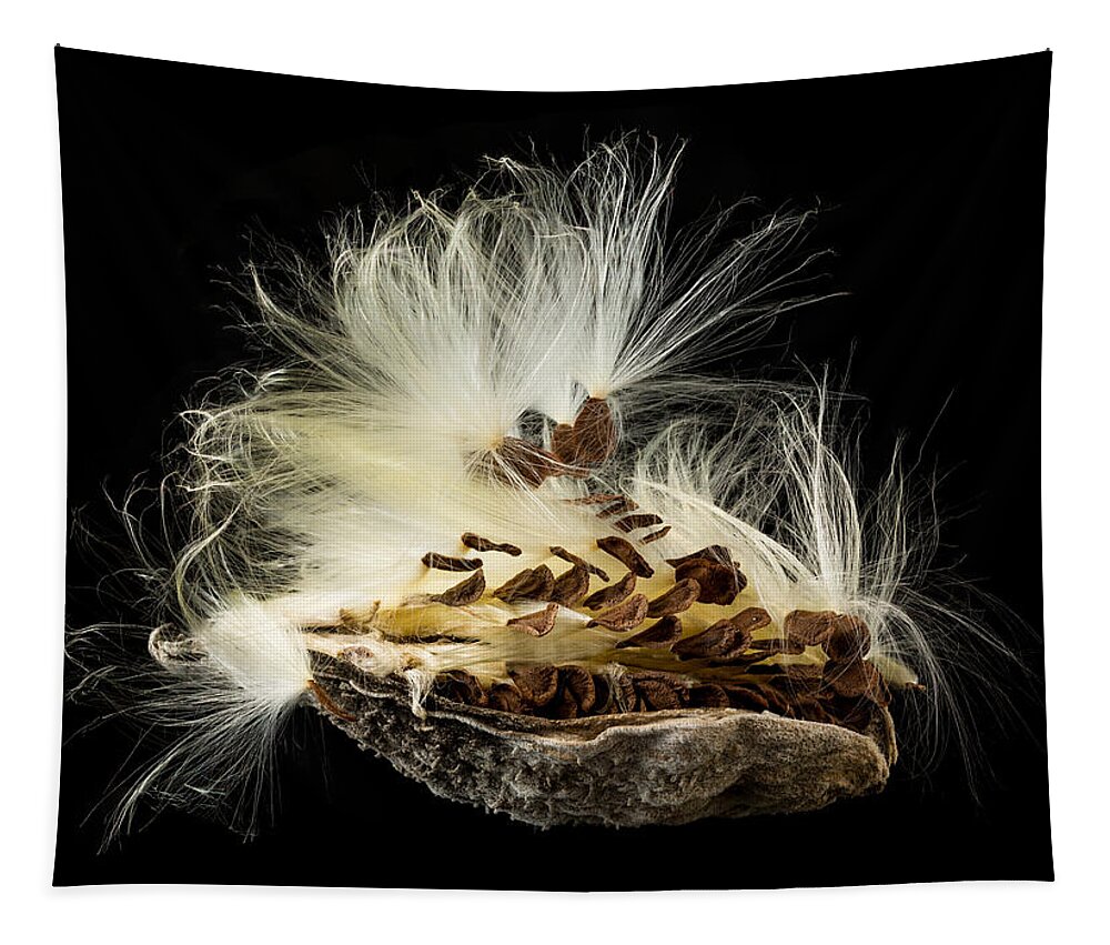 Asclepias Incarnata Tapestry featuring the photograph Macro photo of swamp milkweed seed pod #1 by Steven Heap