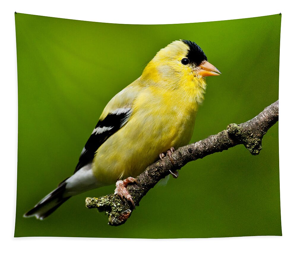 Adult Tapestry featuring the photograph Male American Goldfinch by Jeff Goulden