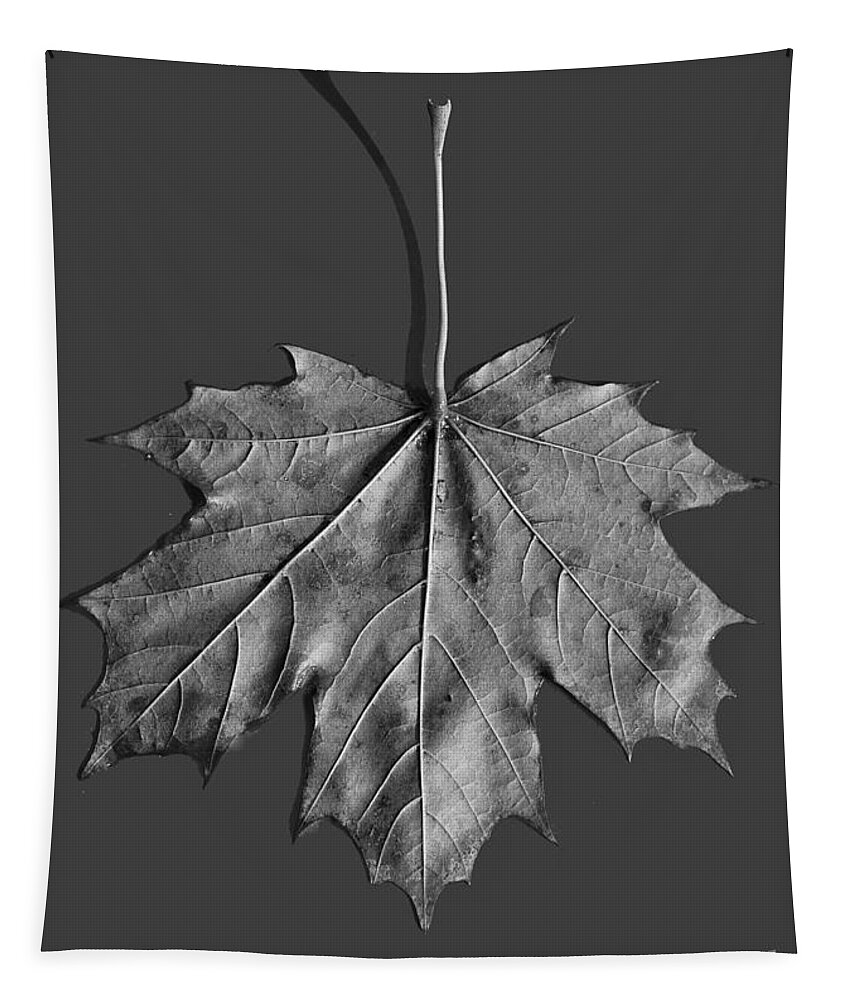 Maple Tapestry featuring the photograph Maple Leaf by Steven Ralser