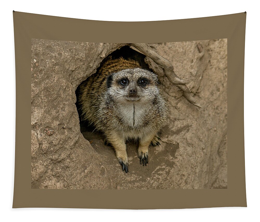 Meerkat Tapestry featuring the photograph Meerkat #1 by Ernest Echols