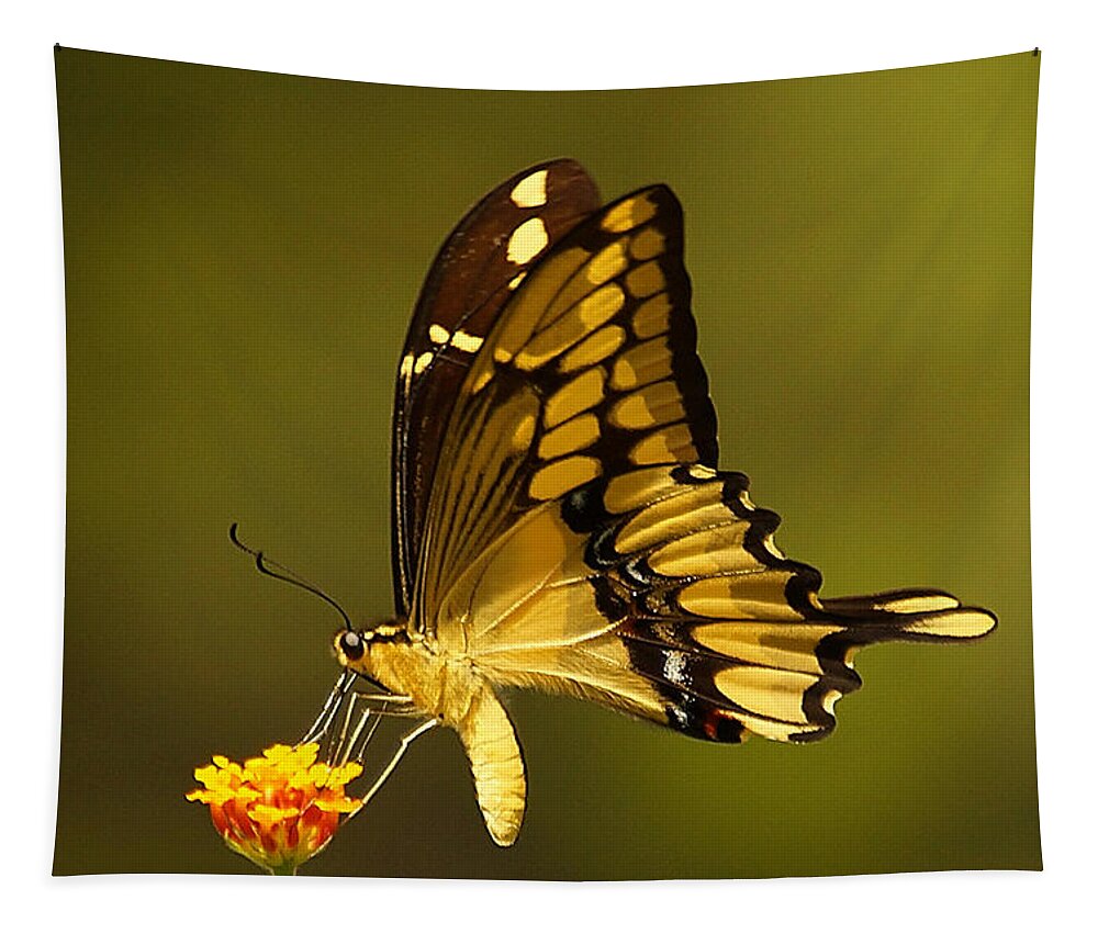 Insect Tapestry featuring the photograph Momentary Reflection by Blair Wainman
