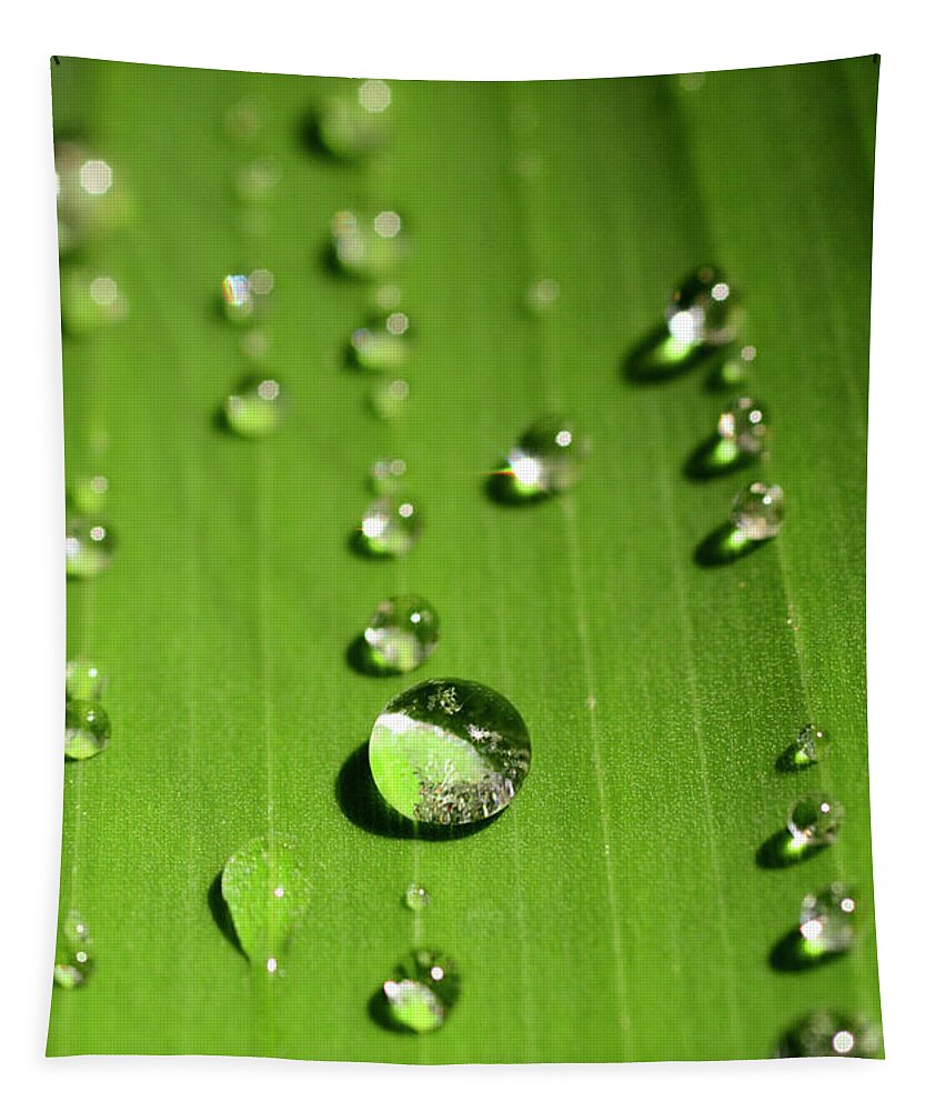 Water Drops Tapestry featuring the photograph Water Drop on Green Leaf by Crystal Wightman