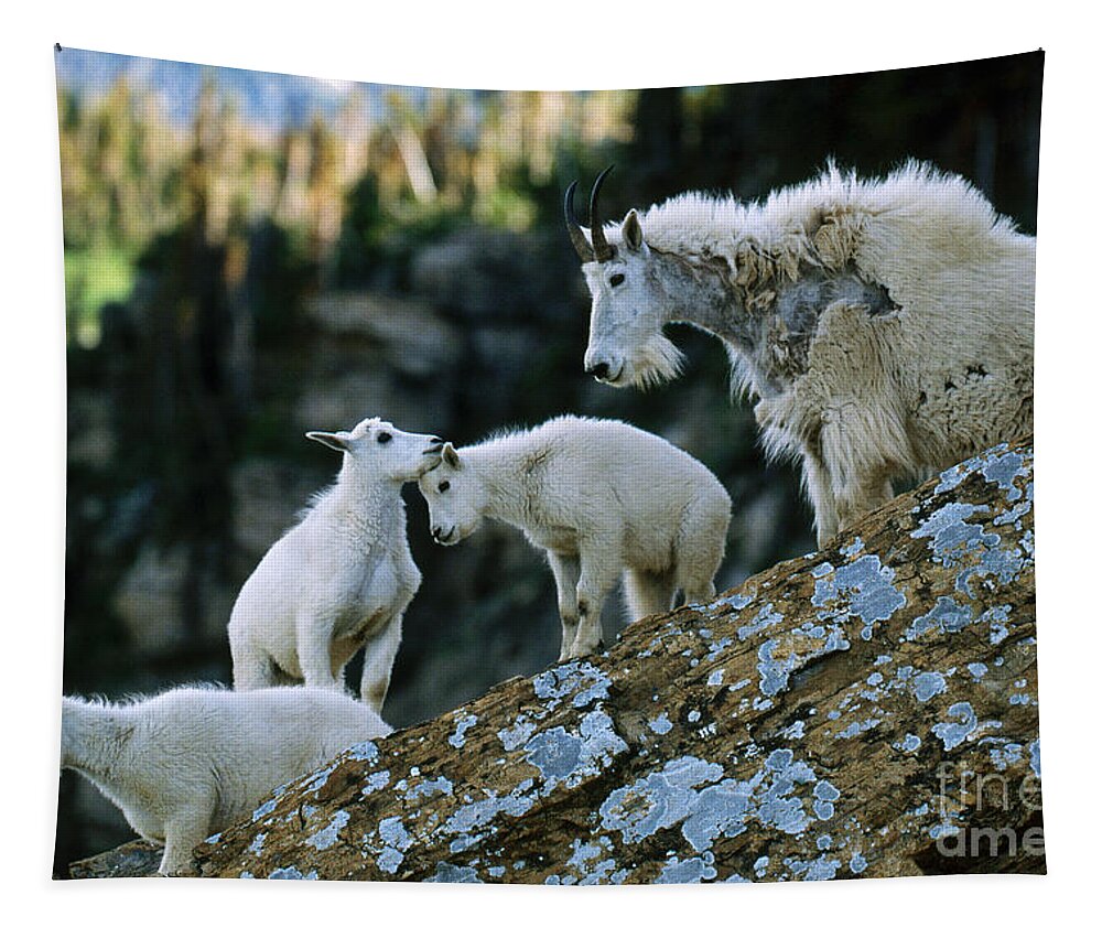 Mountain Goat Tapestry featuring the photograph Mountain Goats #1 by Art Wolfe