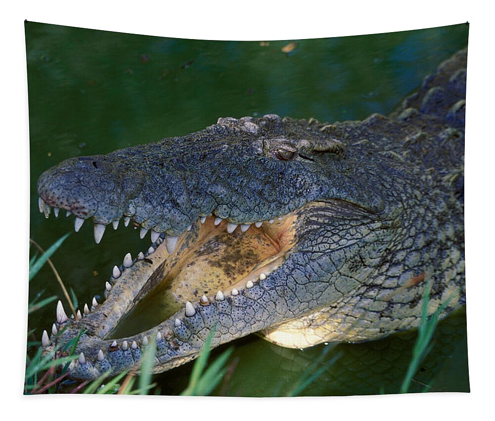 Croc Tapestry featuring the photograph Nile Crocodile #1 by Nigel J. Dennis