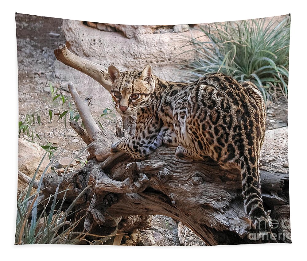 Al Andersen Tapestry featuring the photograph Ocelot Laying On Log by Al Andersen