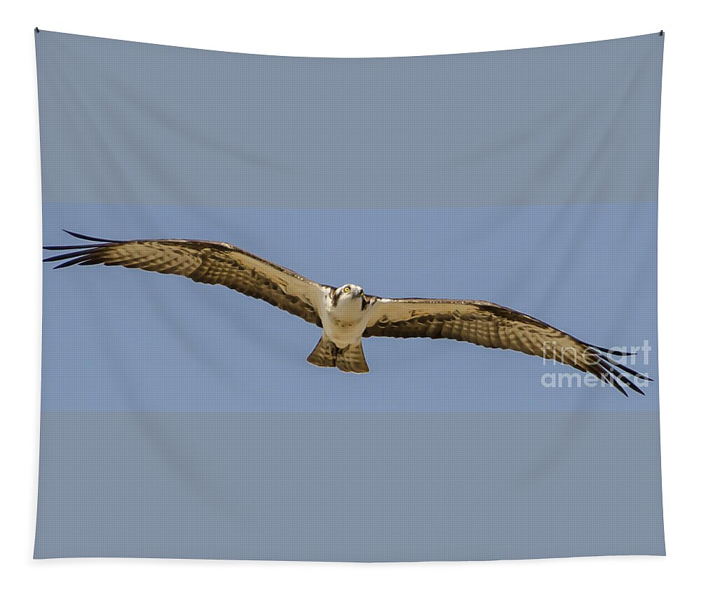Osprey In Flight Tapestry featuring the photograph Osprey in Flight #1 by Dale Powell