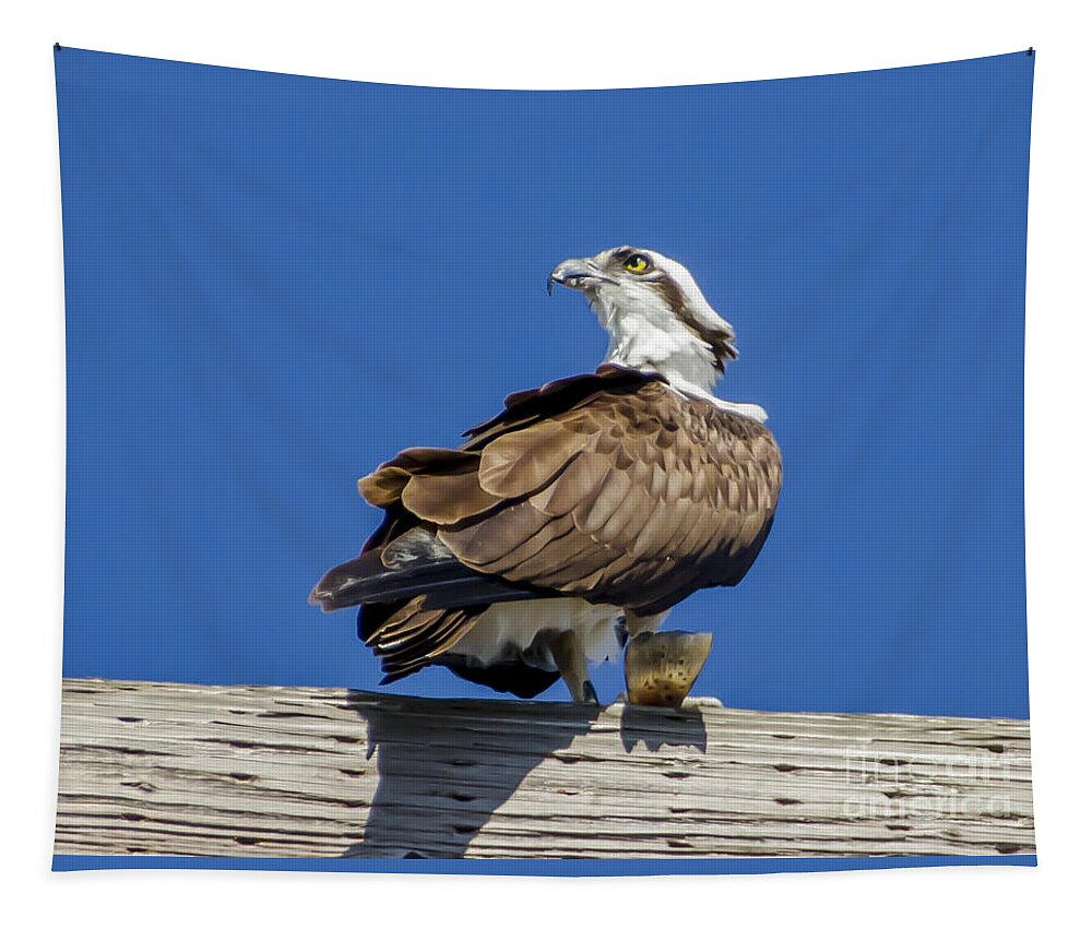 Osprey With Fish In Talons Tapestry featuring the photograph Osprey with Fish in Talons #2 by Dale Powell