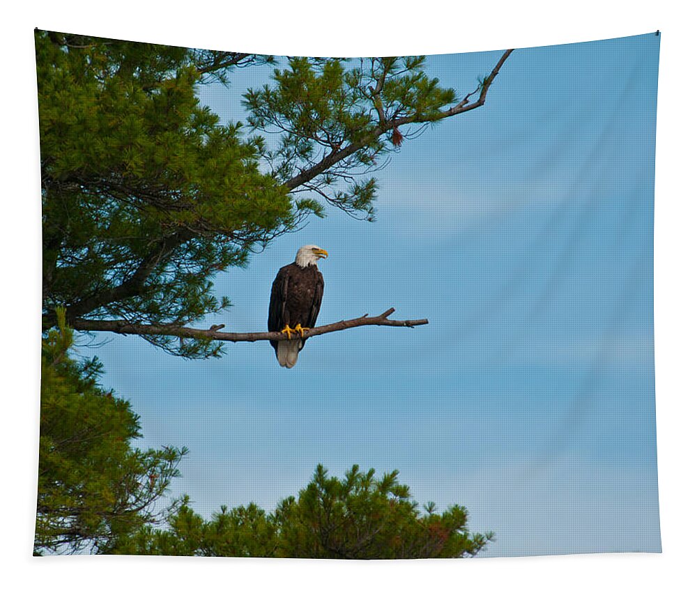 Bald Eagle Tapestry featuring the photograph Out on a Limb by Brenda Jacobs