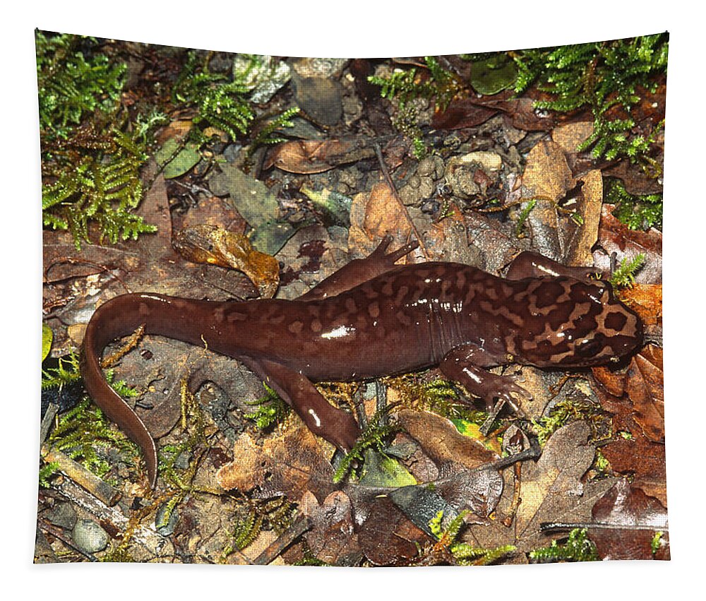 Amphibia Tapestry featuring the photograph Pacific Giant Salamander by Karl H. Switak