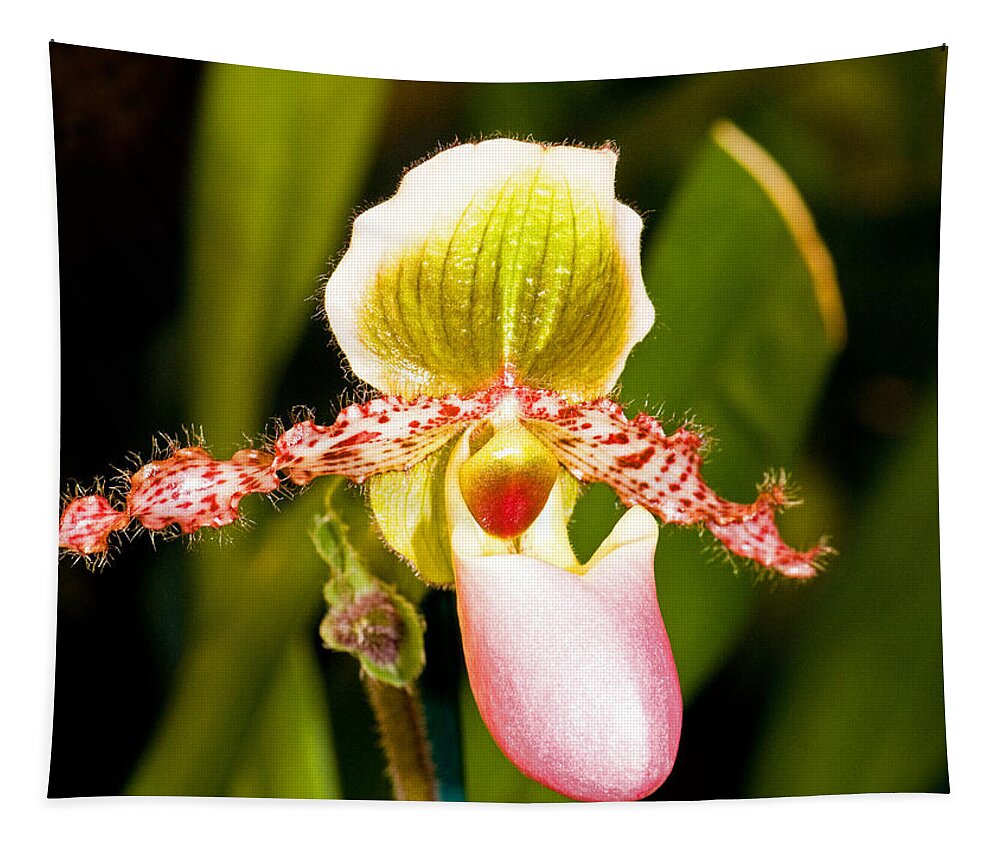 Plant Tapestry featuring the photograph Paphiopedilum Orchid #1 by Millard H. Sharp