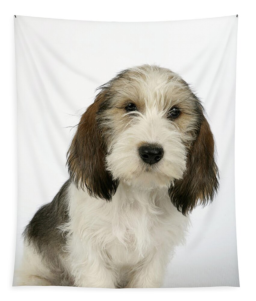 Dog Tapestry featuring the photograph Petit Basset Griffon Vendeen #1 by John Daniels