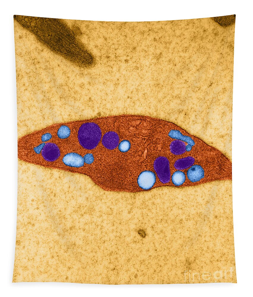 Microscopy Tapestry featuring the photograph Platelet, Tem #1 by David M. Phillips