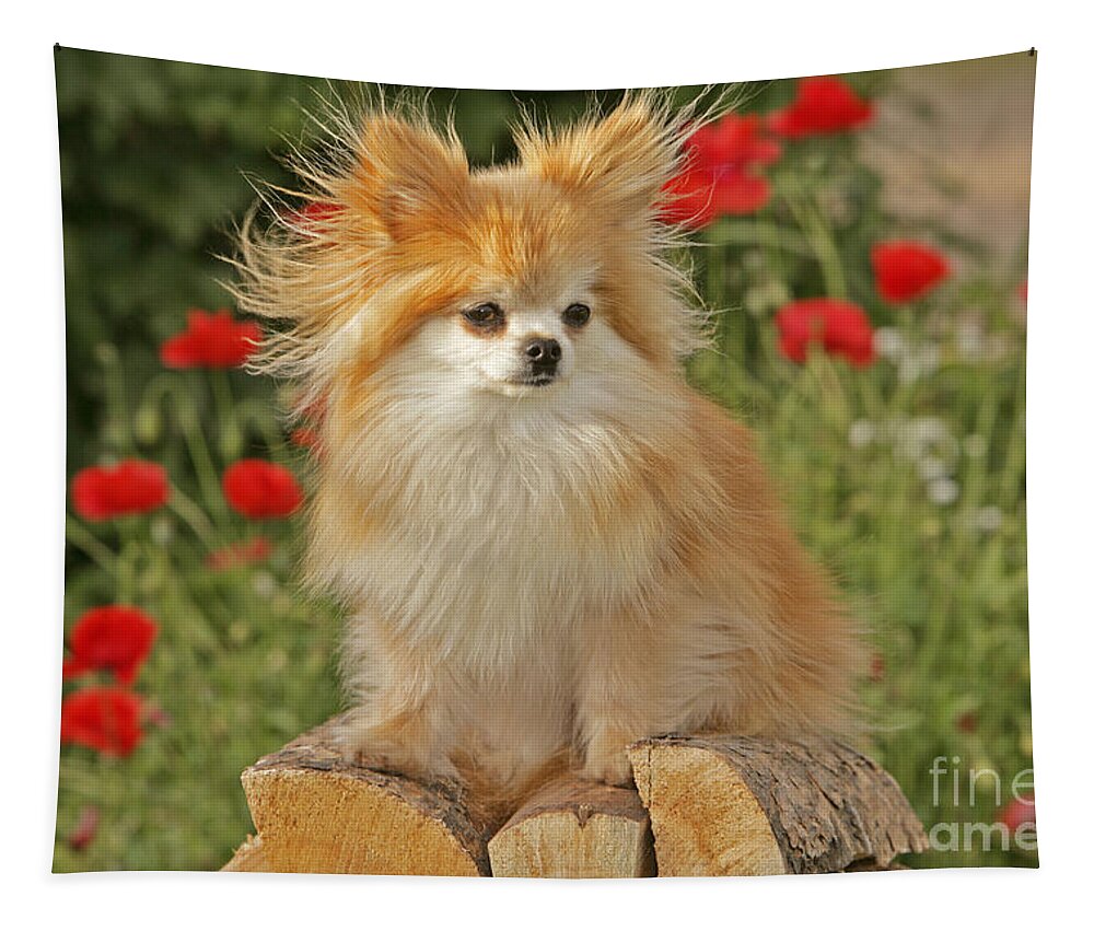 Pomeranian Tapestry featuring the photograph Pomeranian Dog #1 by Rolf Kopfle
