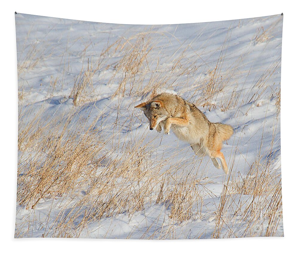 Coyote Tapestry featuring the photograph The High Jump by Jim Garrison