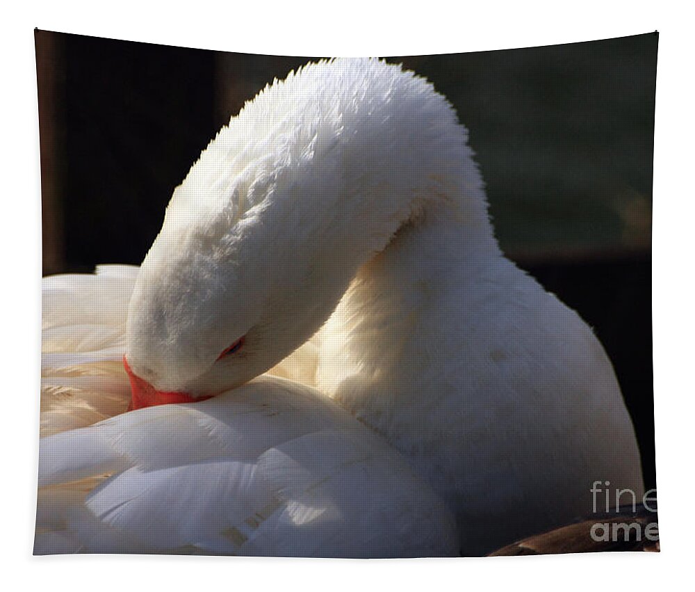 St James Lake Tapestry featuring the photograph Preening Goose by Jeremy Hayden