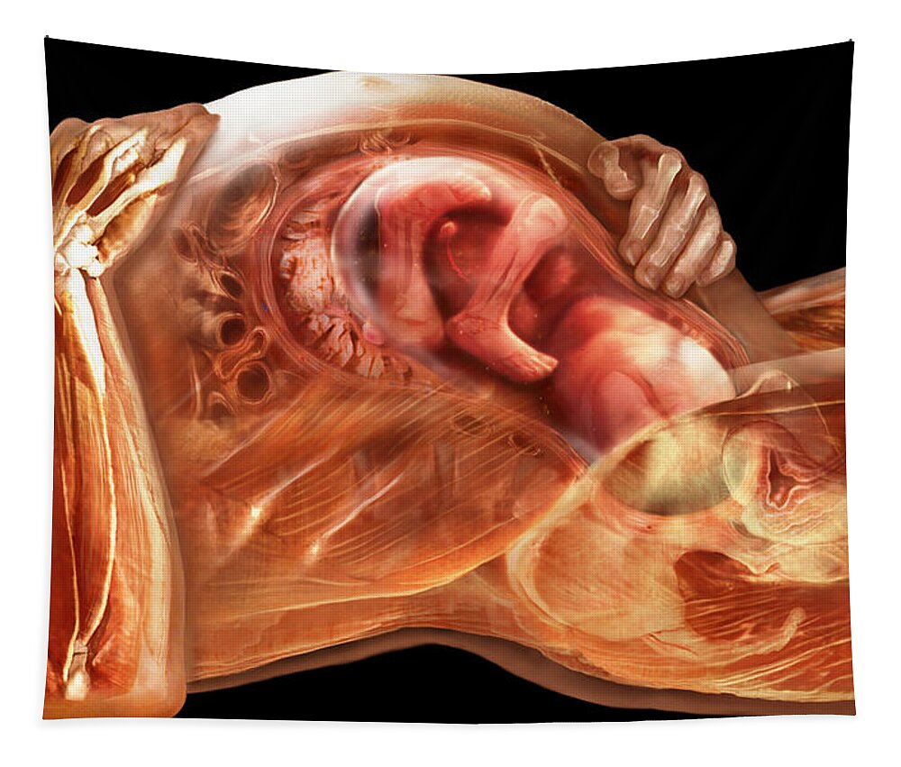 Anatomical Illustration Tapestry featuring the photograph Pregnant Woman by Anatomical Travelogue