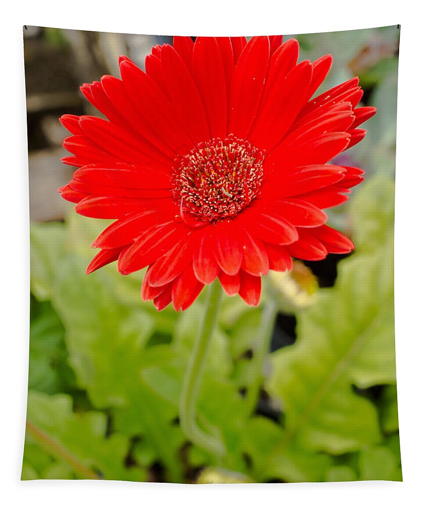 Gerbera Daisy Tapestry featuring the photograph Red Daisy #1 by Raul Rodriguez