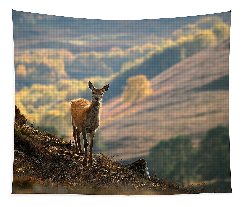Red Deer Calf Tapestry featuring the photograph Red Deer Calf #1 by Gavin Macrae