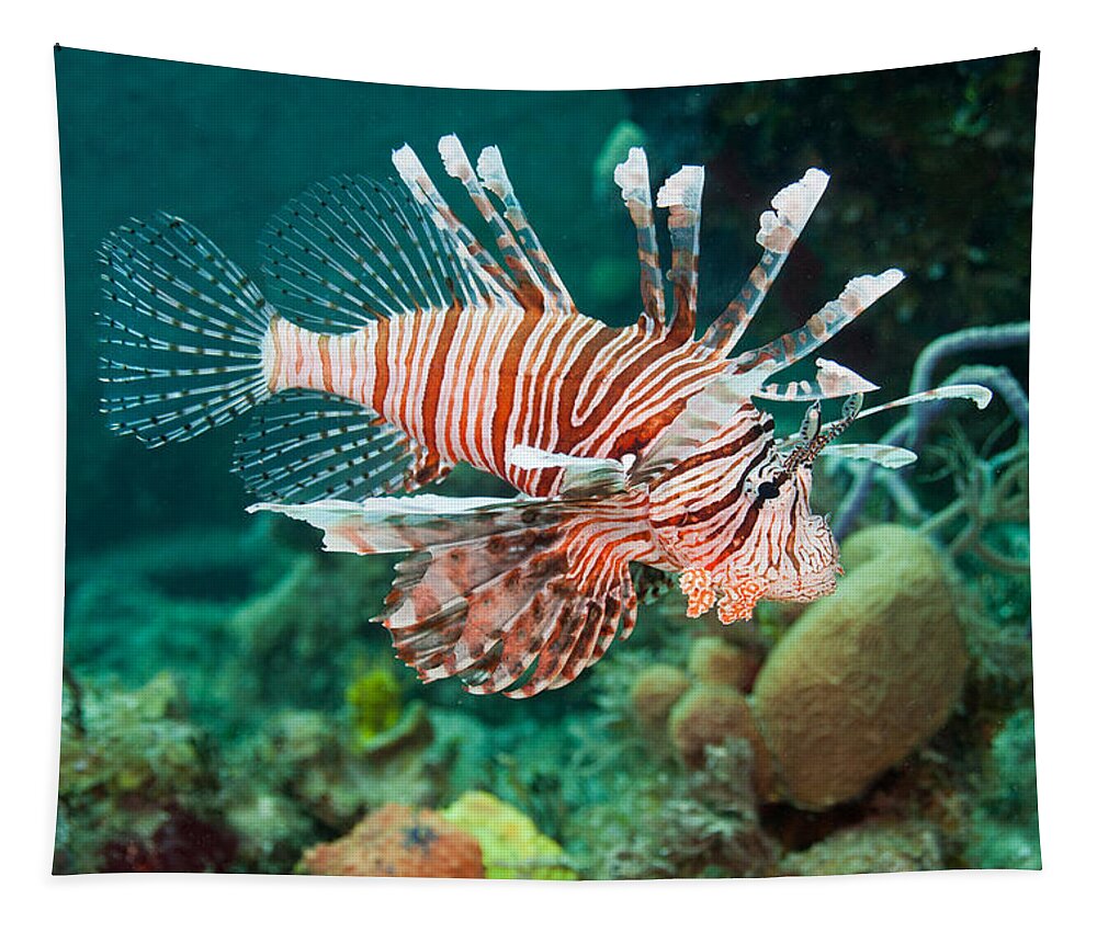 Atlantic Tapestry featuring the photograph Red Lionfish #1 by Andrew J. Martinez