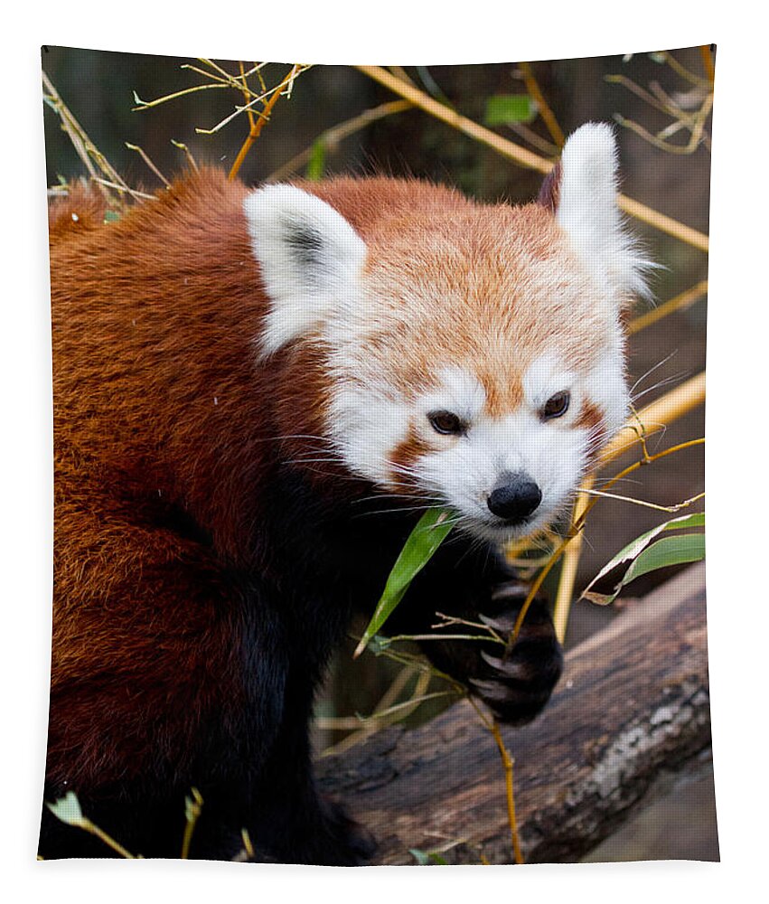 Animal Tapestry featuring the photograph Red Panda Ailurus Fulgens In Captivity #1 by David Kenny