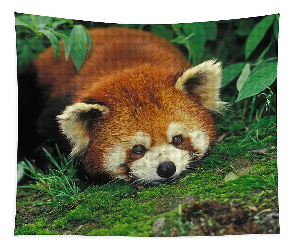 Ailuridae Tapestry featuring the photograph Red Panda #1 by Thomas And Pat Leeson