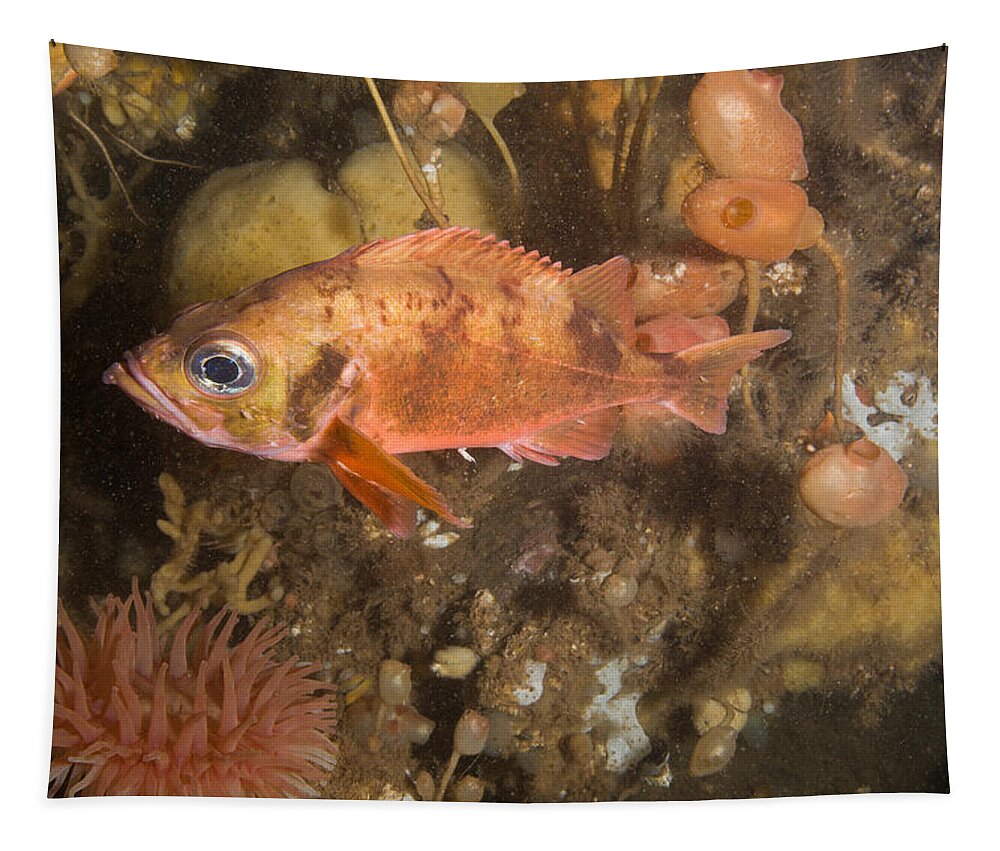 Rose Fish Tapestry featuring the photograph Rose Fish #1 by Andrew J. Martinez