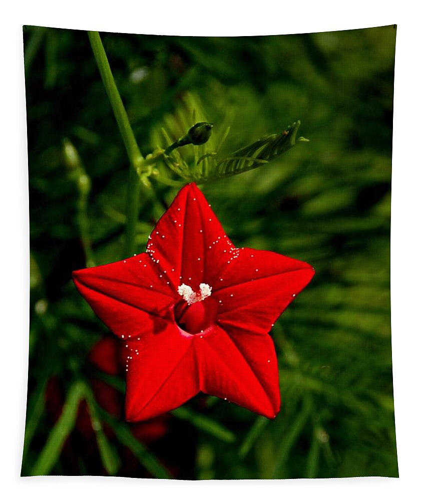 Scarlet Morning Glory Tapestry featuring the photograph Scarlet Morning Glory #1 by Ramabhadran Thirupattur