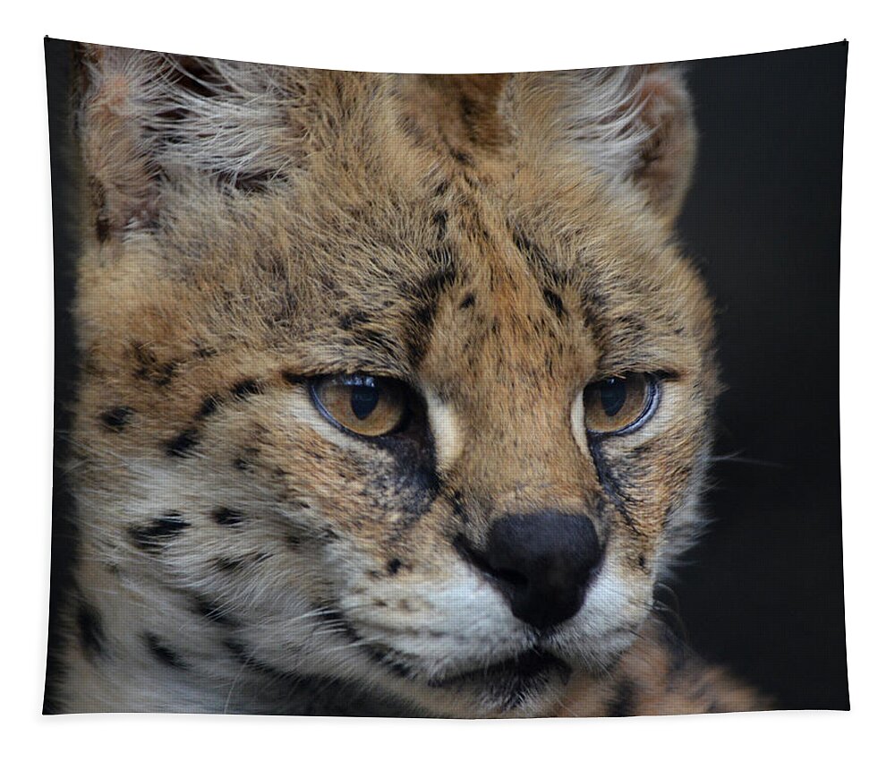 Serval Tapestry featuring the photograph Serval stare by Maggy Marsh