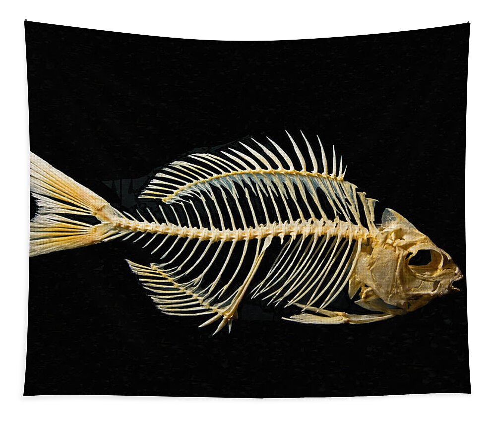 Sheepshead Fish Skeleton #1 Tapestry