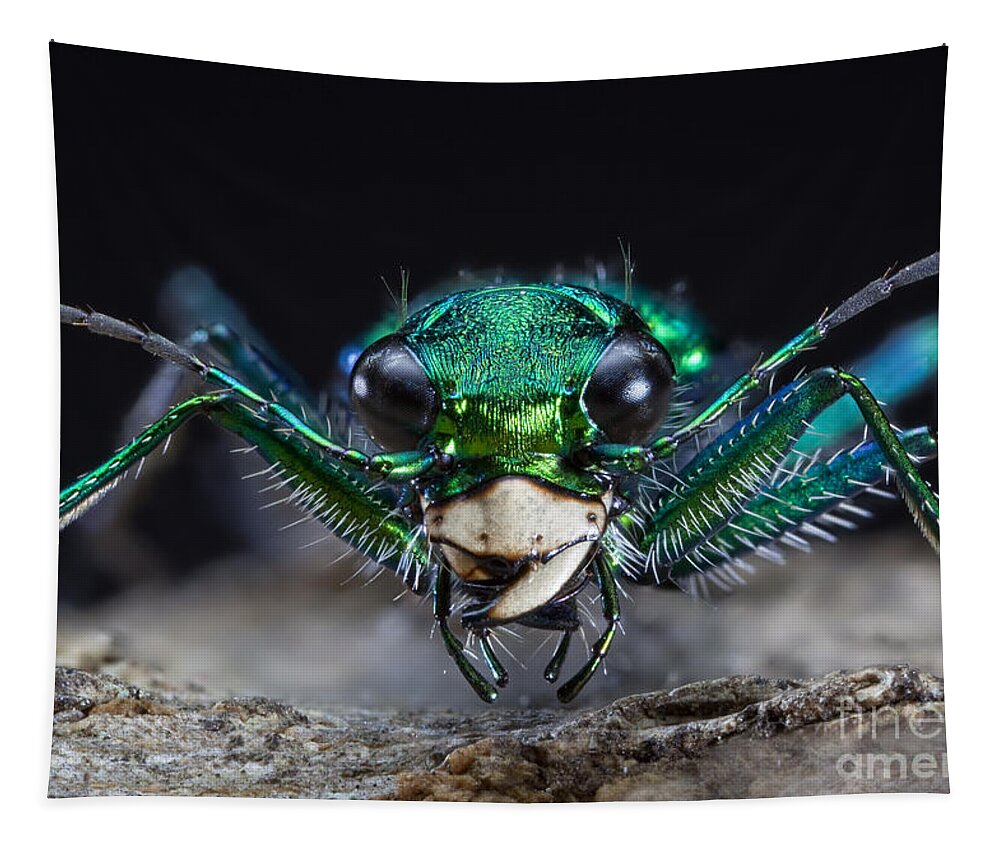 Green Tiger Beetle Tapestry featuring the photograph Six-spotted Green Tiger Beetle #2 by Phil Degginger