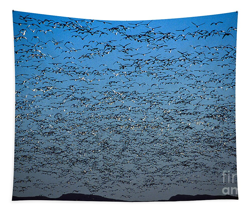 Birds Tapestry featuring the photograph Snow Geese - Bosque del Apache NWR, NM by Steven Ralser