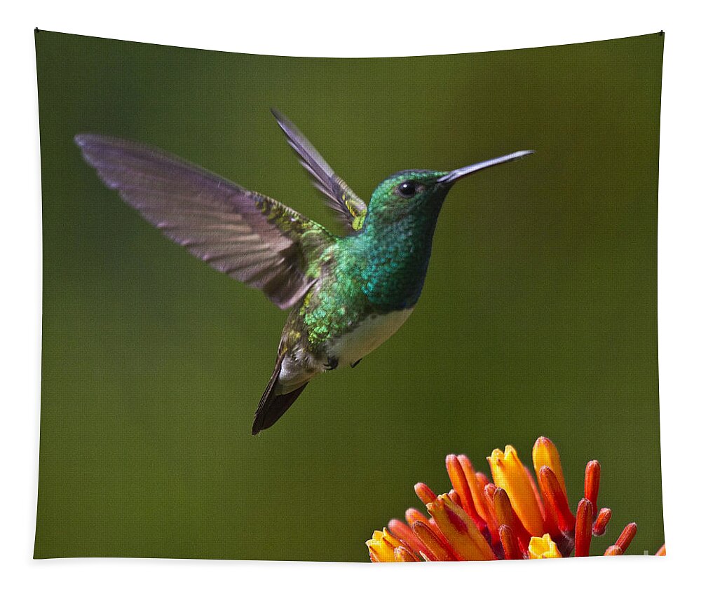Bird Tapestry featuring the photograph Snowy-bellied Hummingbird by Heiko Koehrer-Wagner