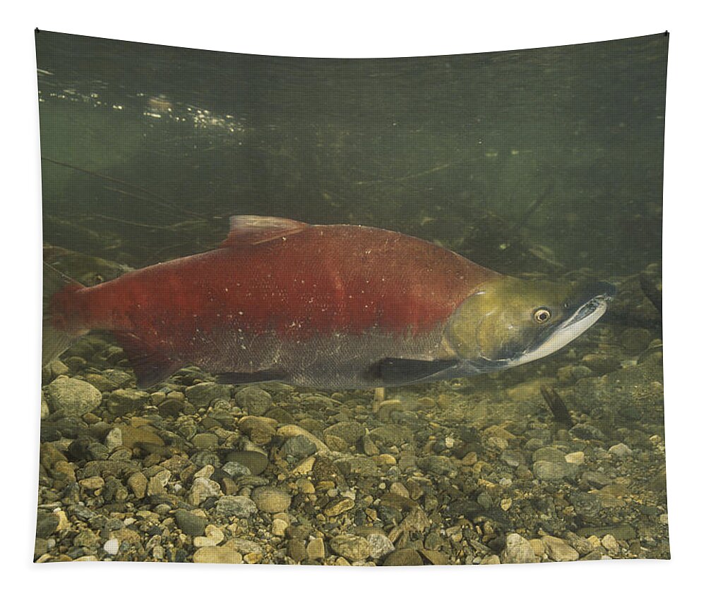 Actinopterygii Tapestry featuring the photograph Spawning Sockeye Salmon #1 by F. Stuart Westmorland
