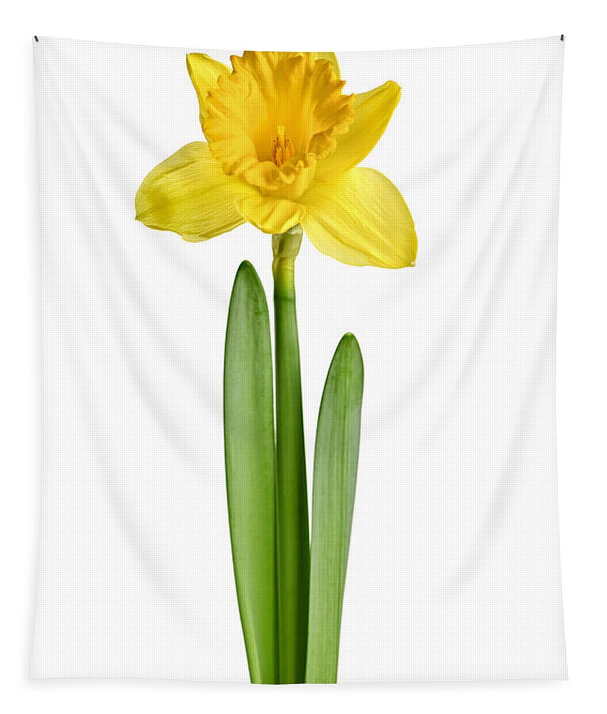 Flower Tapestry featuring the photograph Spring yellow daffodil 1 by Elena Elisseeva