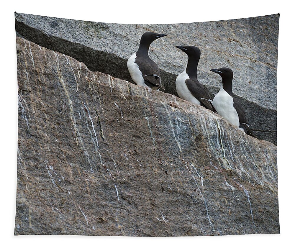 Animal Tapestry featuring the photograph Thick-billed Murres #1 by John Shaw