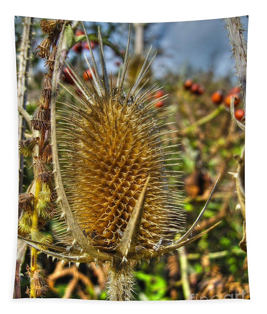 Prickly Thistle Tapestry featuring the photograph Thistle On Sunny Autumn Day by Nina Ficur Feenan