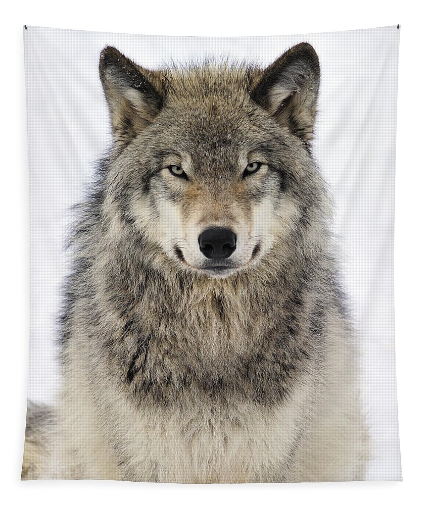 #faatoppicks Tapestry featuring the photograph Timber Wolf Portrait #2 by Tony Beck