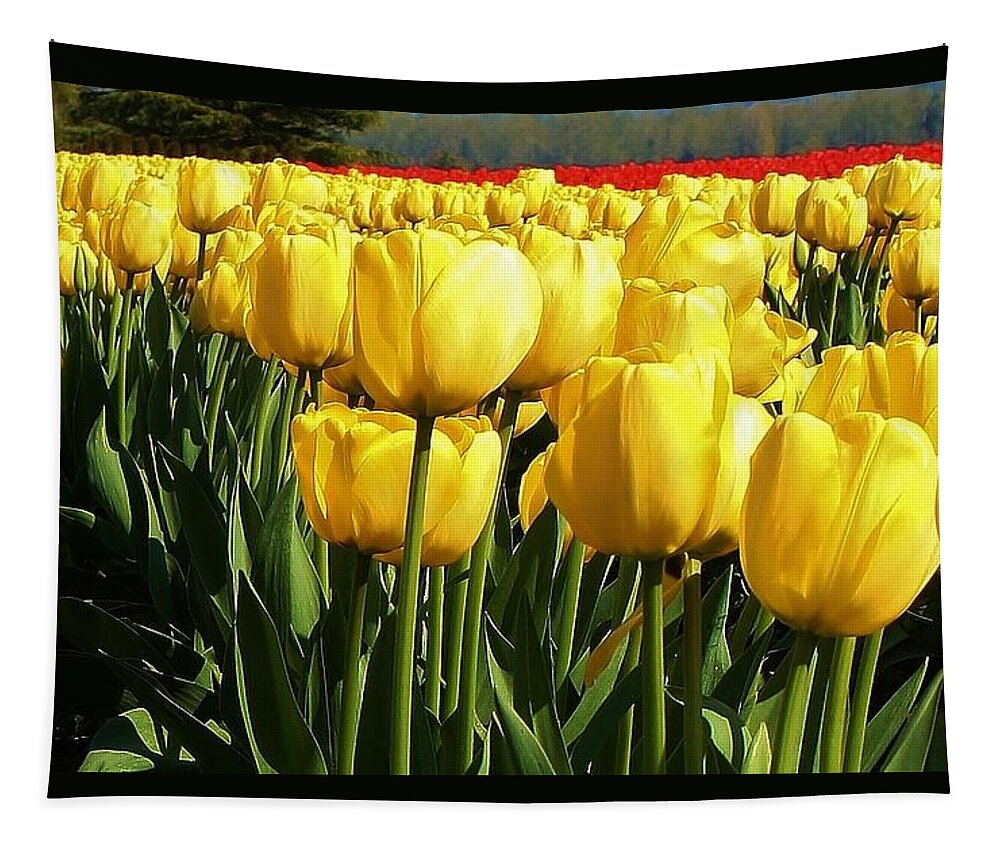 Flora Tapestry featuring the photograph Tip Toe through the Tulips #2 by Bruce Bley