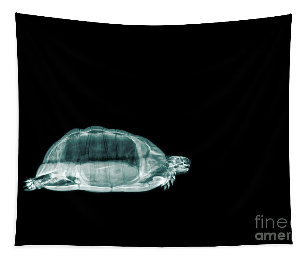 Greek Tortoise Tapestry featuring the photograph Tortoise under x-ray #1 by Guy Viner