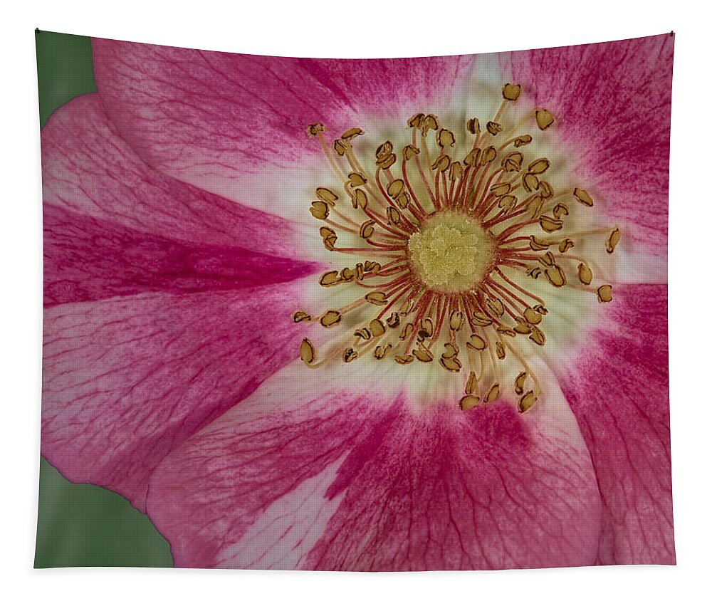 Clematis Flower Tapestry featuring the photograph Up Close #1 by Susan Candelario