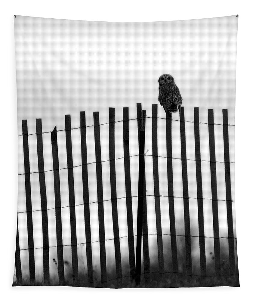 Short-eared Owl Tapestry featuring the photograph Waiting Owl by Tracy Winter