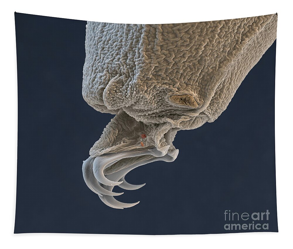 Paramacrobiotus Tonolli Tapestry featuring the photograph Water Bear Leg #1 by Eye of Science and Science Source