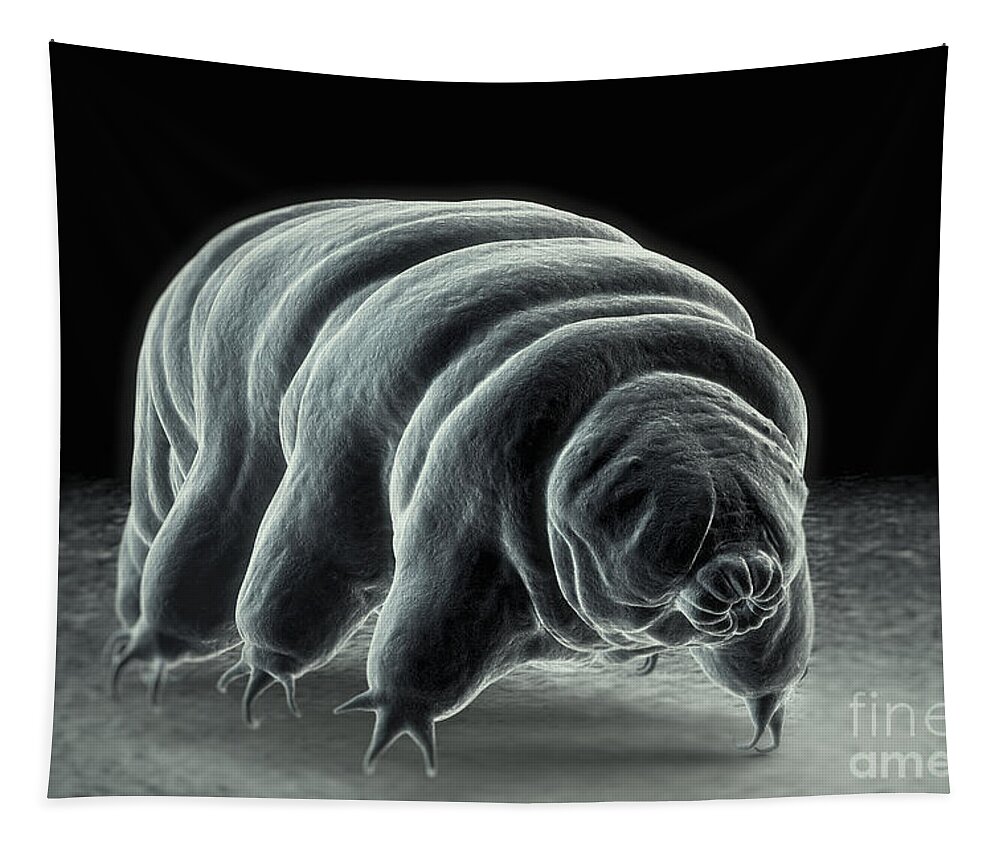 Extremophile Tapestry featuring the photograph Water Bear Tardigrades #1 by Science Picture Co
