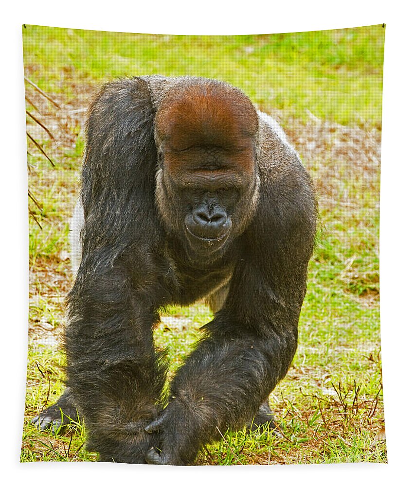 Nature Tapestry featuring the photograph Western Lowland Gorilla Male #1 by Millard H. Sharp