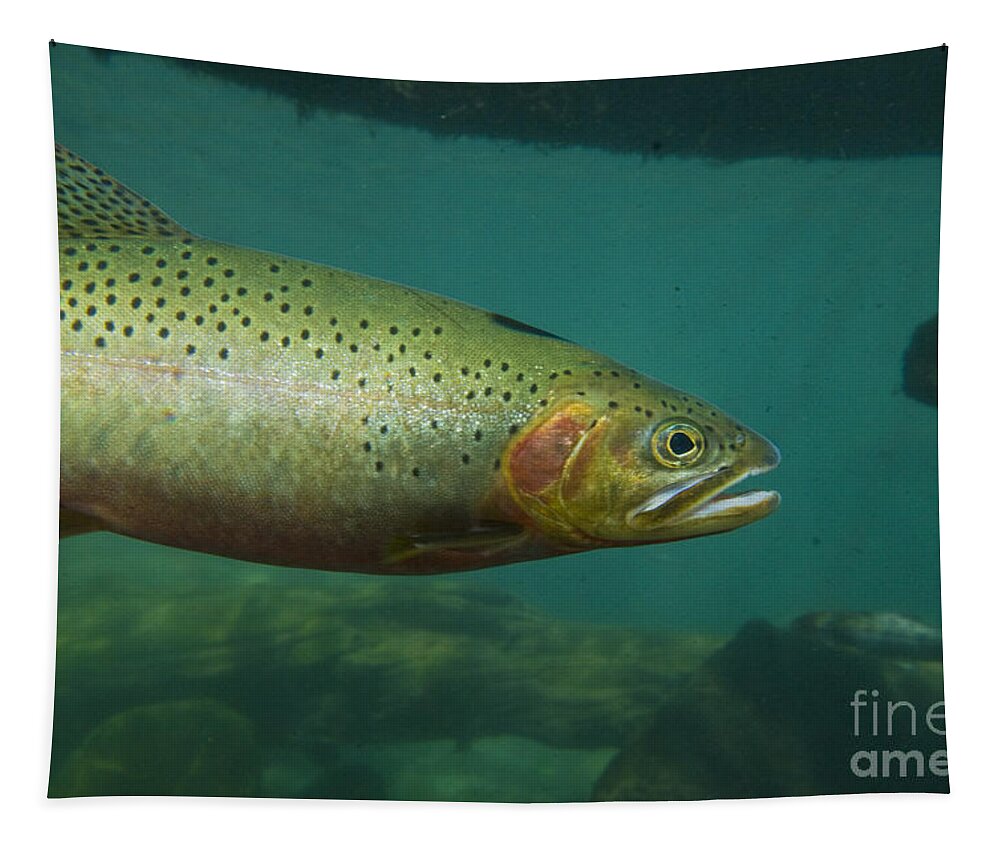 Trout Tapestry featuring the photograph Westslope Cutthroat Trout #1 by William H. Mullins