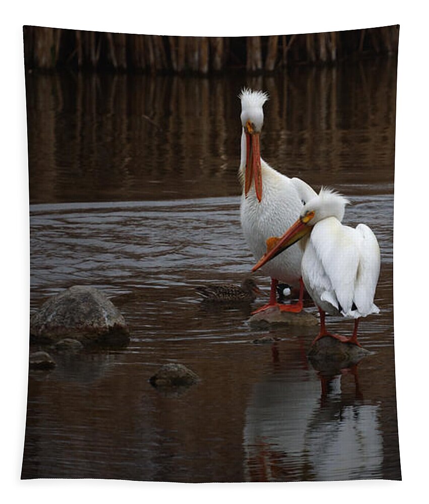 American White Pelican Tapestry featuring the photograph White Pelicans #1 by Ernest Echols