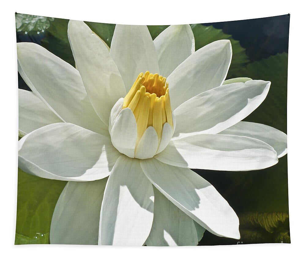 Water Llilies Tapestry featuring the photograph White Water Lily - Nymphaea #1 by Heiko Koehrer-Wagner