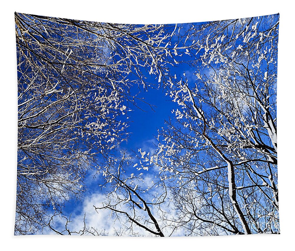 Winter Tapestry featuring the photograph Winter trees and blue sky 1 by Elena Elisseeva