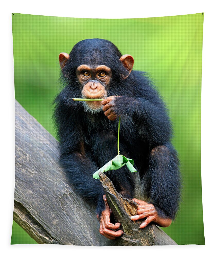 Chimpanzee Tapestry featuring the photograph Young Chimpanzee #1 by Sohns/Okapia